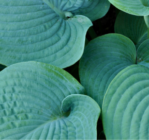 Salisbury Greenhouse-Sherwood Park-Alberta-Our Top Perennial Picks-blue hosta