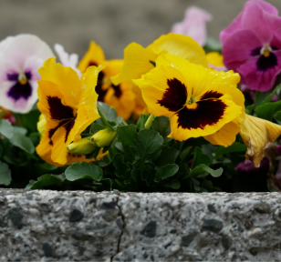 Salisbury Greenhouse-Sherwood Park-Alberta-Pansies-Built for Alberta Spring