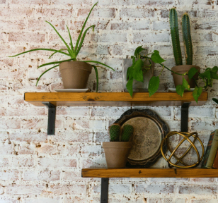 Salisbury Greenhouse-Sherwood Park-Alberta-Plant Shelf Goals
