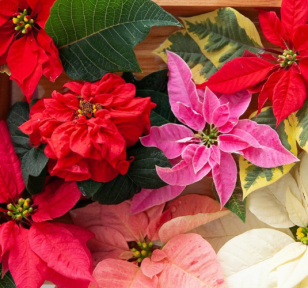 Salisbury Greenhouse-Sherwood Park-Alberta-Poinsettia Style Guide