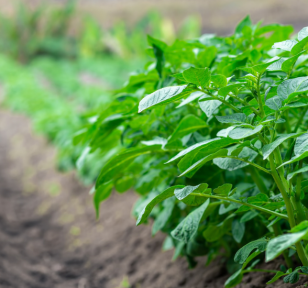 Salisbury Greenhouse-Sherwood Park-Alberta-Potatoes In Progress-What to do Mid-Season-Hero