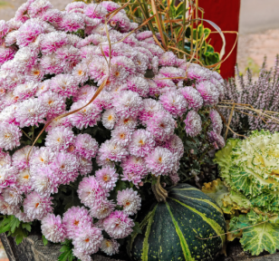 Salisbury Greenhouse-Sherwood Park-Alberta-Preparing Your Garden for Fall-fall display with mums-gourds