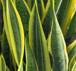 Salisbury Greenhouse-Sherwood Park-Alberta-Snake Plant Spotlight