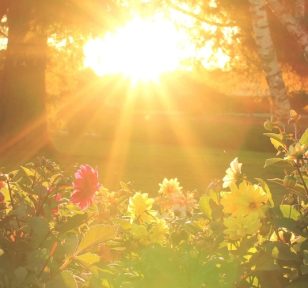 Salisbury Greenhouse-Sherwood Park-Alberta-Sunlight in garden