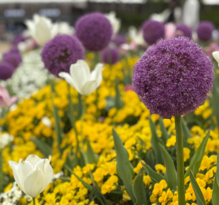 Salisbury Greenhouse-Sherwood Park-Alberta-The Best Spring Blooming Bulbs To Plant In The Fall-Hero