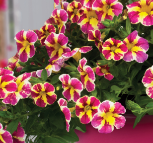 Salisbury Greenhouse-Sherwood Park-Alberta-Top 5 Annual Picks for 2026