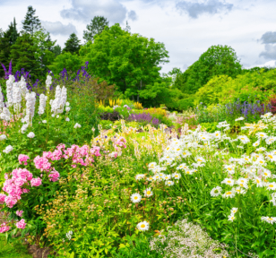 Salisbury Greenhouse-Sherwood Park-Alberta-When To Divide Your Perennials-Hero