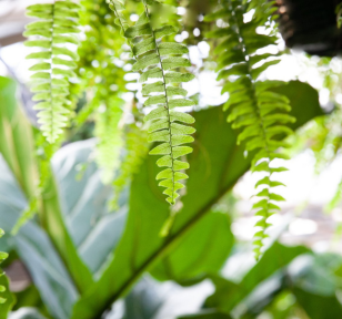 Salisbury Greenhouse-Sherwood Park-Alberta-Why You Need a Trip to the Greenhouse This Winter