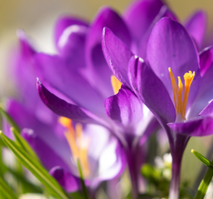 Salisbury Greenhouse-Sherwood Park-Alberta-Your 2026 Garden Game Plan-crocus flowers