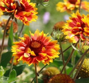 Salisbury Greenhouse-Sherwood Park-Alberta-Your Alberta Native Plant Starter Pack