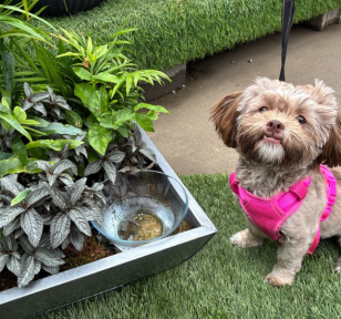 Salisbury Greenhouse-Sherwood Park-Alberta-april workshops 2026-pup planter