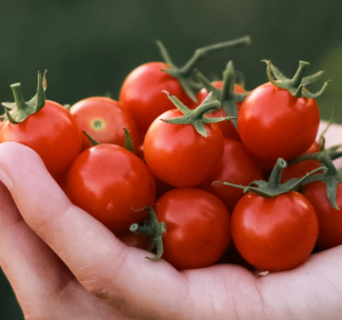Salisbury Greenhouse-Sherwood Park-Alberta-early tomato gardening in alberta