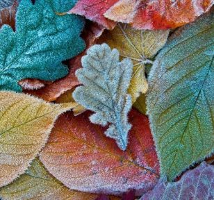 Salisbury Greenhouse-Sherwood Park-Alberta-fall gardening tasks-leaves with frost