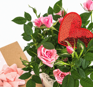 Salisbury Greenhouse-Sherwood Park-Alberta-mini gift guide for gardener