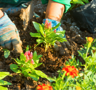 Salisbury Greenhouse-Sherwood Park-Alberta- planting annuals