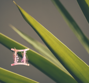 Gemini sign and houseplant background