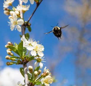 bee-flying-towards-white-flower-salisbury-greenhouse