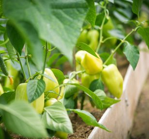 Growing Peppers in Edmonton - Tips and Tricks for a Bountiful Harvest