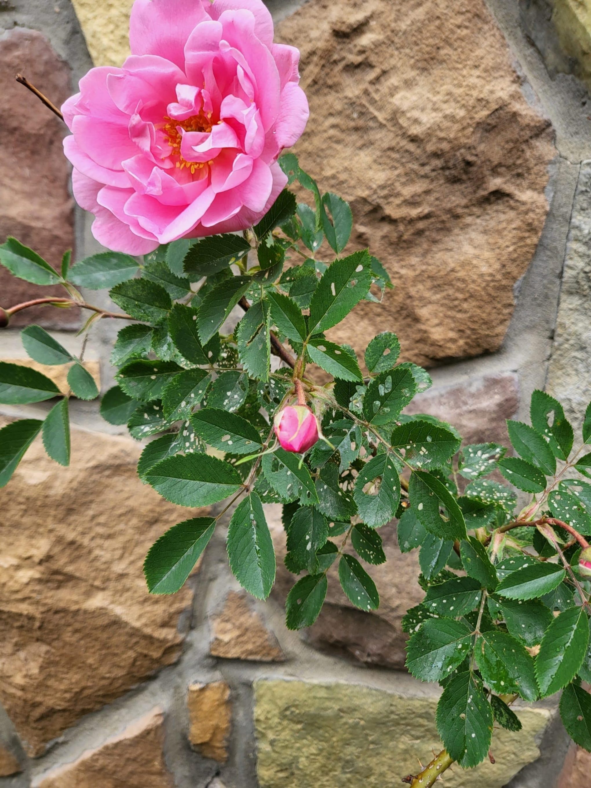 Pink rose in bloom with holy, white spotted leaves - rose slugs, sawfly larvae | Salisbury Greenhouse - Sherwood Park