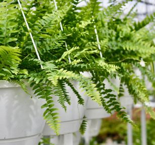 Hanging baskets of Boston Fern | Salisbury Greenhouse - St. Albert, Sherwood Park
