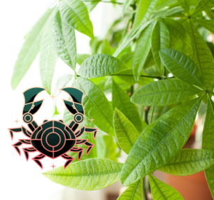 Cancer Zodiac icon over money tree plant | Salisbury Greenhouse - St. Alert, Sherwood Park