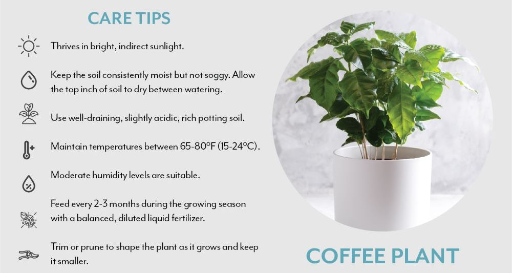 Coffee Plant care tips | Salisbury Greenhouse - Sherwood Park, St. Albert
