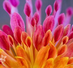 Salisbury Greenhouse | Sherwood Park, St. Albert | How to Safely Dig Up and Store Your Dahlia Tubers | Dahlia Flower