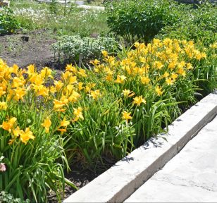 Salisbury Greenhouse | Sherwood Park, St. Albert | The Best Plants for a Drought-Resistant Garden | Lilies