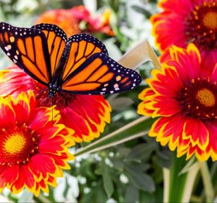 Salisbury Greenhouse | Sherwood Park, St. Albert | Tips and Tricks to Make Your Garden More Eco-Friendly | Butterfly & Blanket Flower