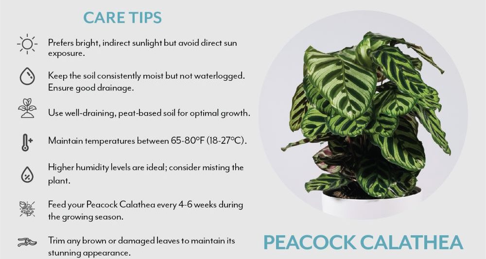 Peacock Calathea care tips | Salisbury Greenhouse - Sherwood Park, St. Albert