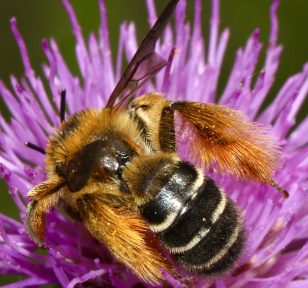 Bee Pollinator for Earth Day Salisbury Greenhouse St. Albert Sherwood Park Edmonton
