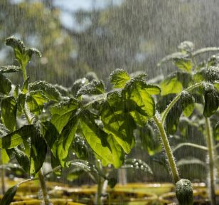 Profile view of seedlings in the rain | Salisbury Greenhouse - Sherwood Park, St. Albert
