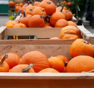 pumpkins-feature-img-salisbury-greenhouse-st-albert-sherwood-park