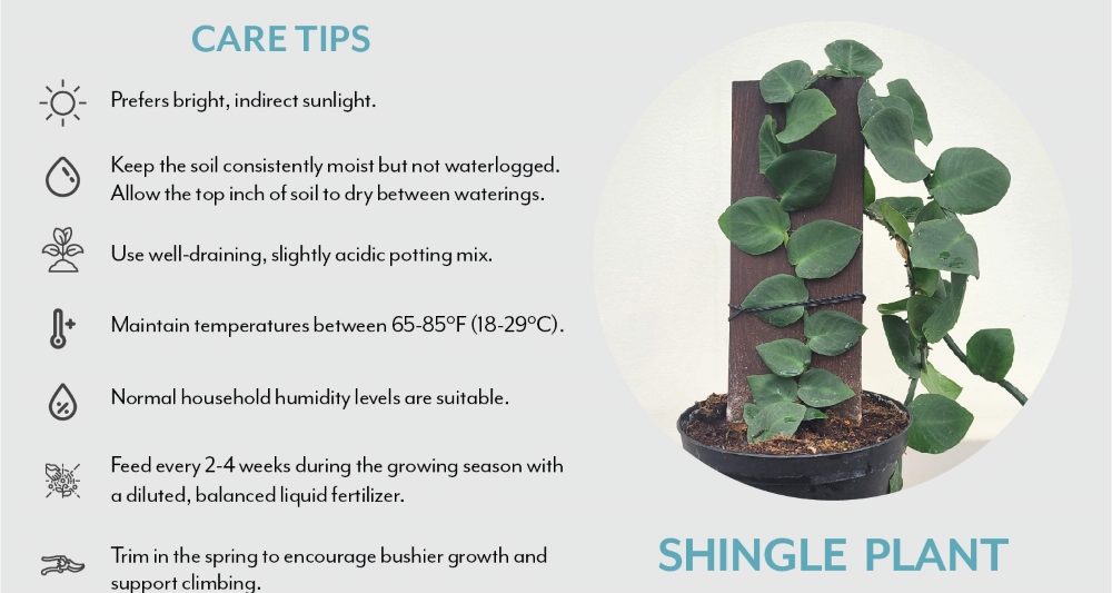 shingle-plant