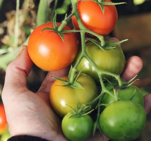 Growing tomatoes in Edmonton - Tips for Success