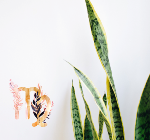 virgo-snake-plant-zodiac-salisbury-greenhouse-st-albert-sherwood-park