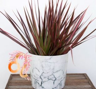 Zodiac series - Salisbury Greenhouse - Sherwood Park, St. Albert