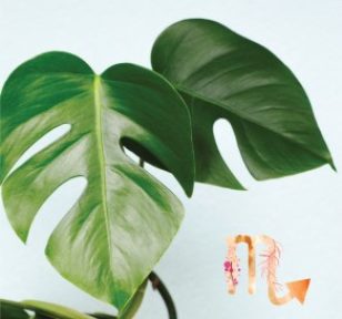 zodiac-monstera-split-leaf-salisbury-greenhouse