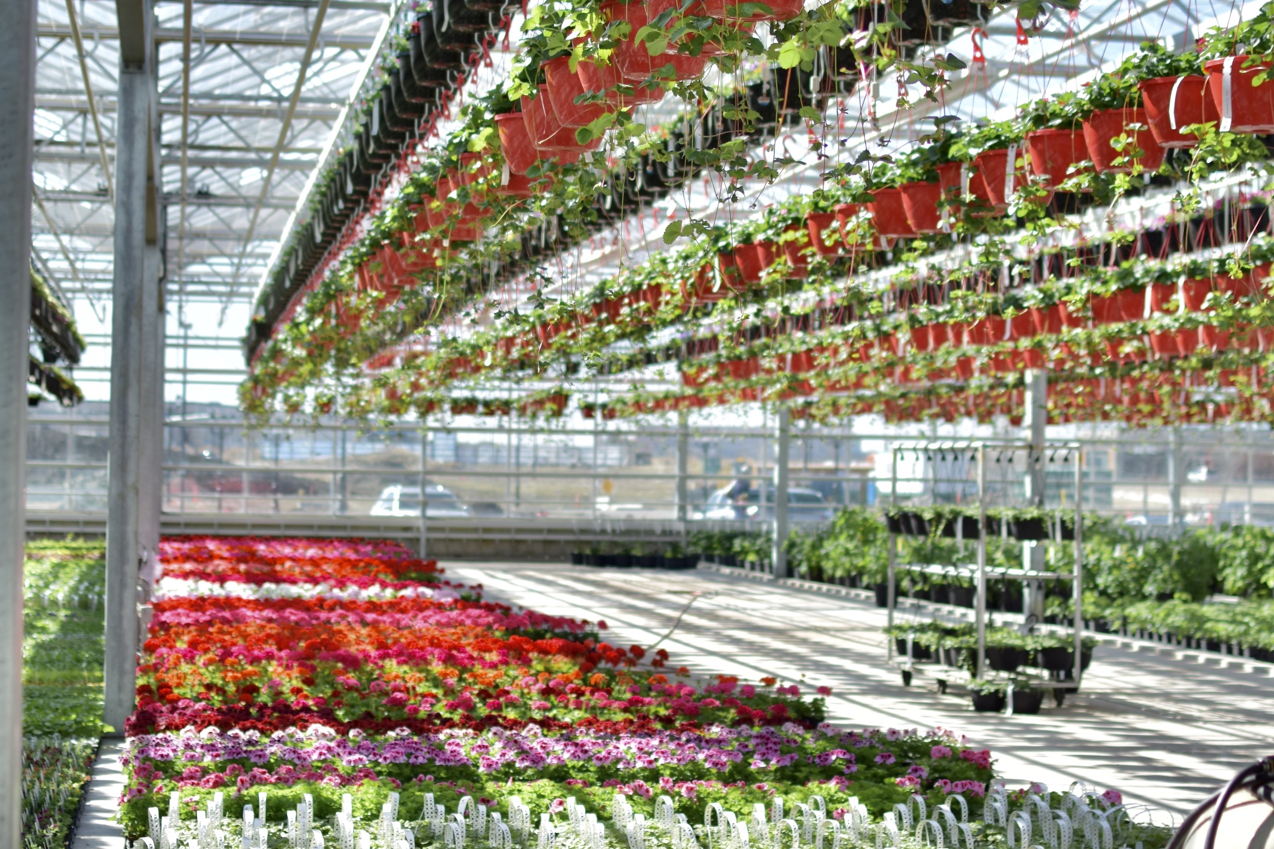 St. Albert garden centre stocked with rows of bedding plants.