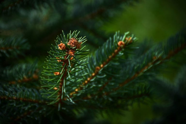Evergreen Tree