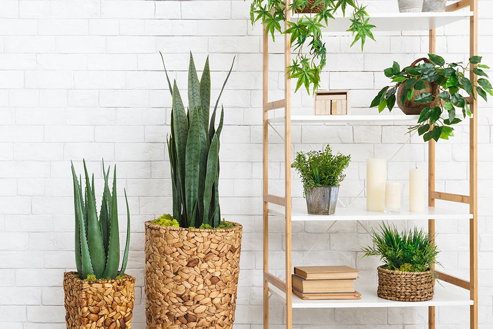 Salisbury Greenhouse Sherwood Park & Edmonton