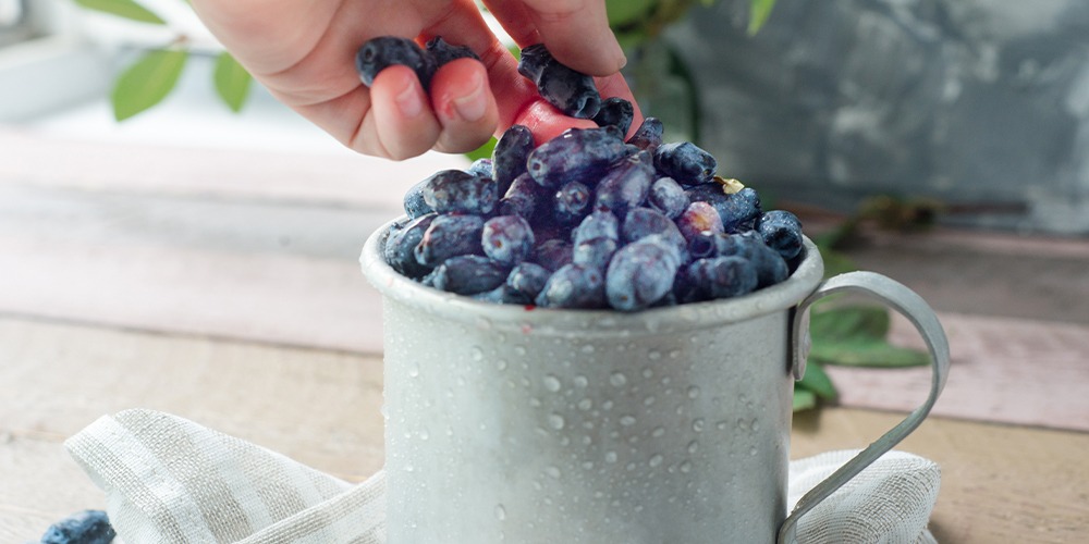 fresh haskap berries for eating and cooking