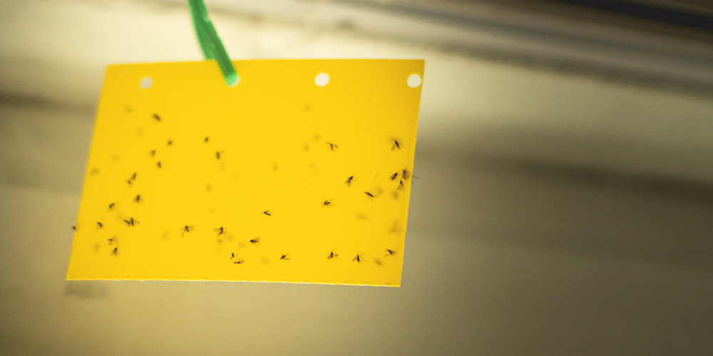 fungus gnats on sticky trap