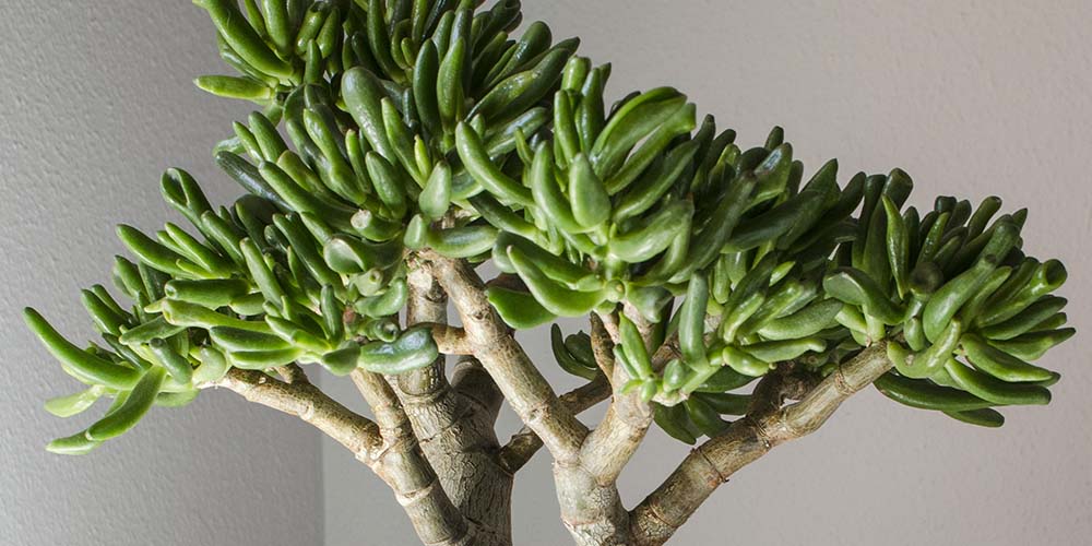 -gollum jade bonsai tree salisbury greenhouse