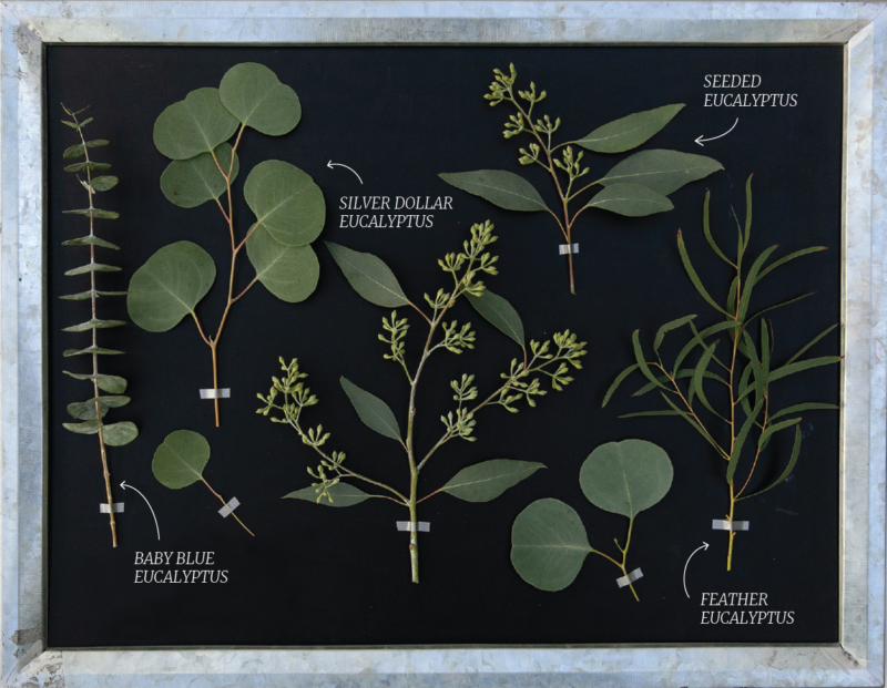 Bulk Greenery Salisbury Greenhouse