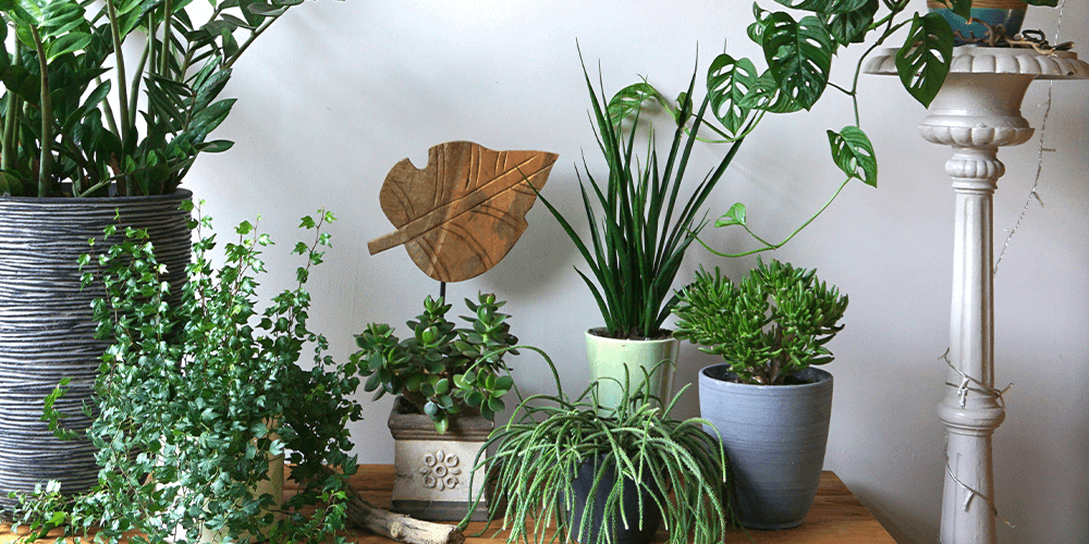 -grouping houseplants together for humidity purposes salisbury greenhouse