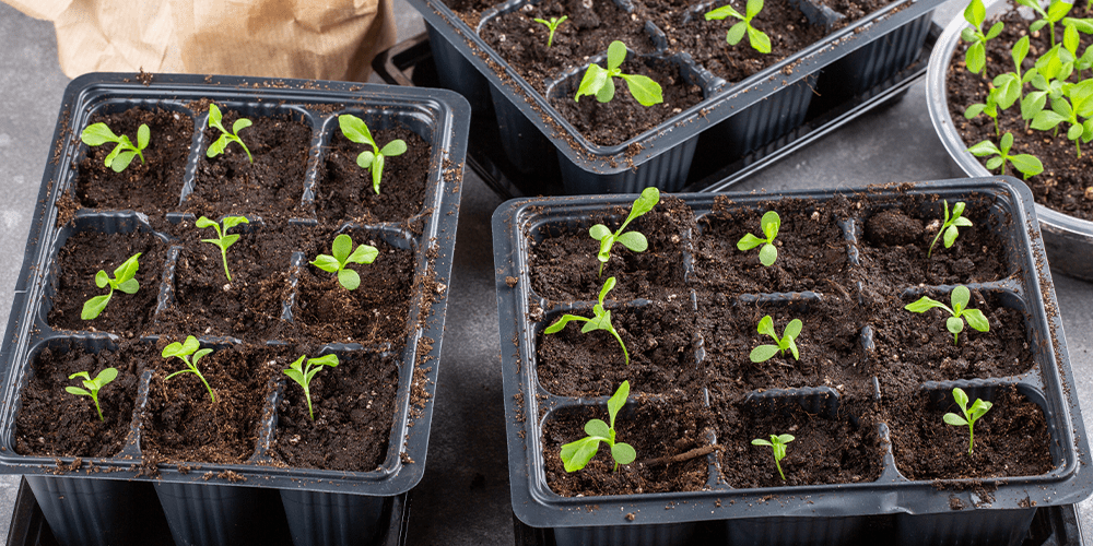 growing aster seedlings indoors