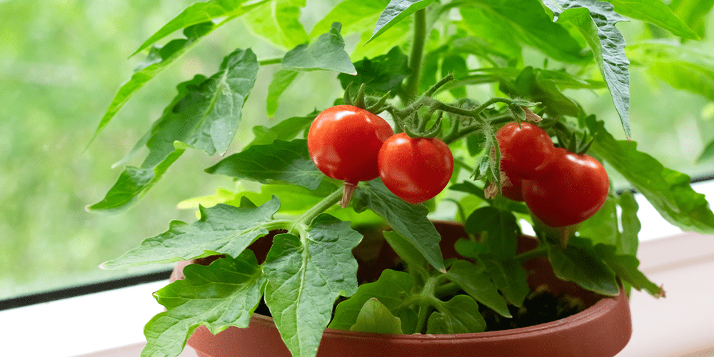 growing tomatoes on windowsill indoors