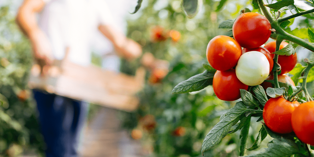 harvesting tomatoes