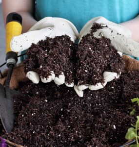 potting soil in hands salisbury greenhouse